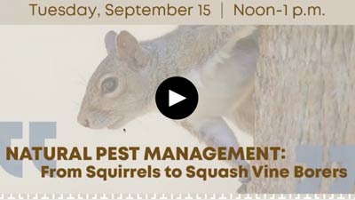 Thumbnail of Natural Pest Management: From Squirrels to Squash Vine Borers video
