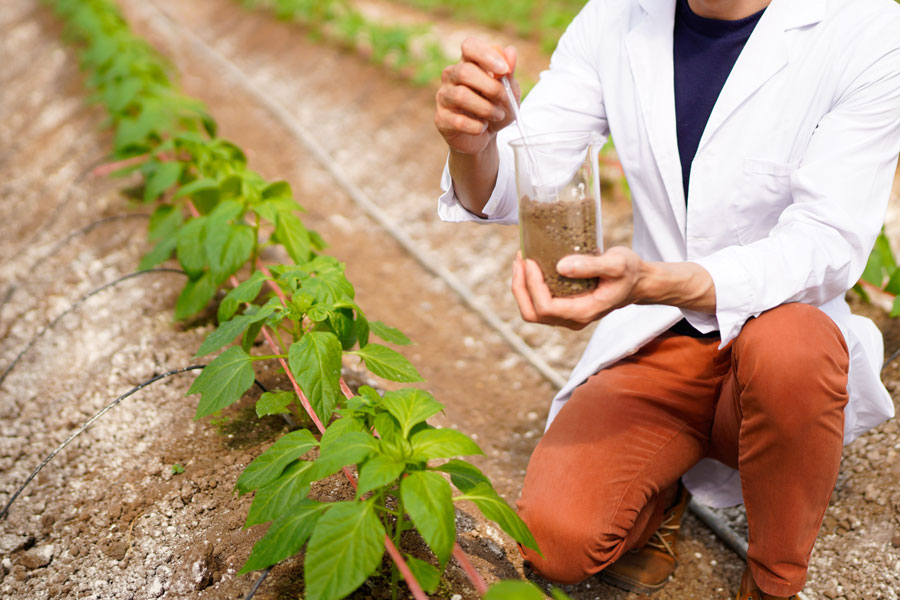 Researcher conducts soil analysis at a plant growth site to improve agricultural practices and promote sustainable farming