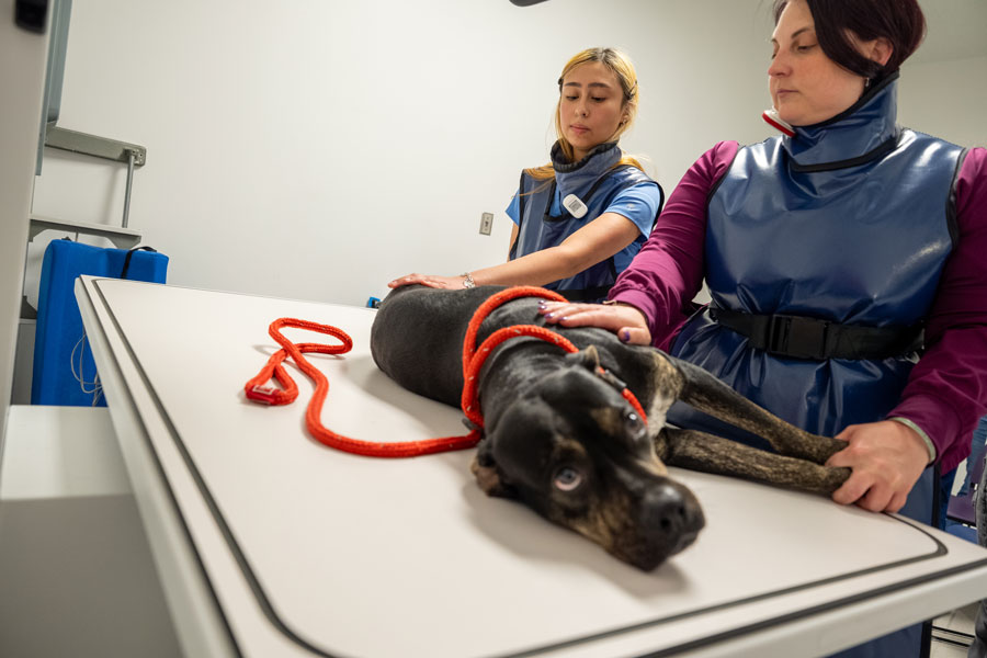 two female vet techs examine a dog on an exam table