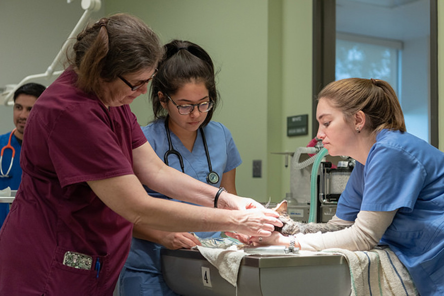 three female vet techs examine a cat on an exam table