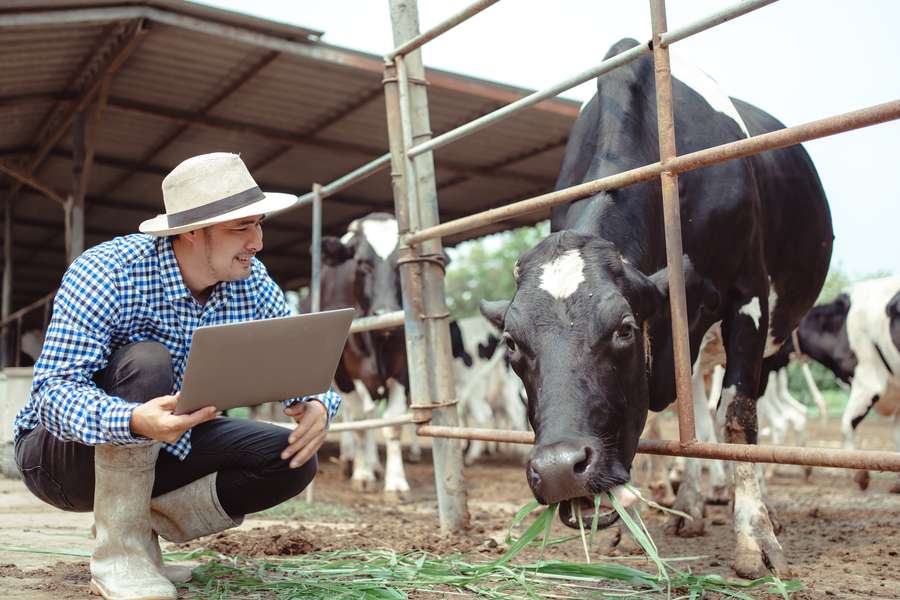 man in a hat holding a laptop and kneeling down next to a black cow