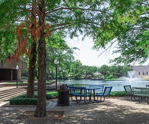 A view of trees and a bench on the shore of the Cedar Valley lake