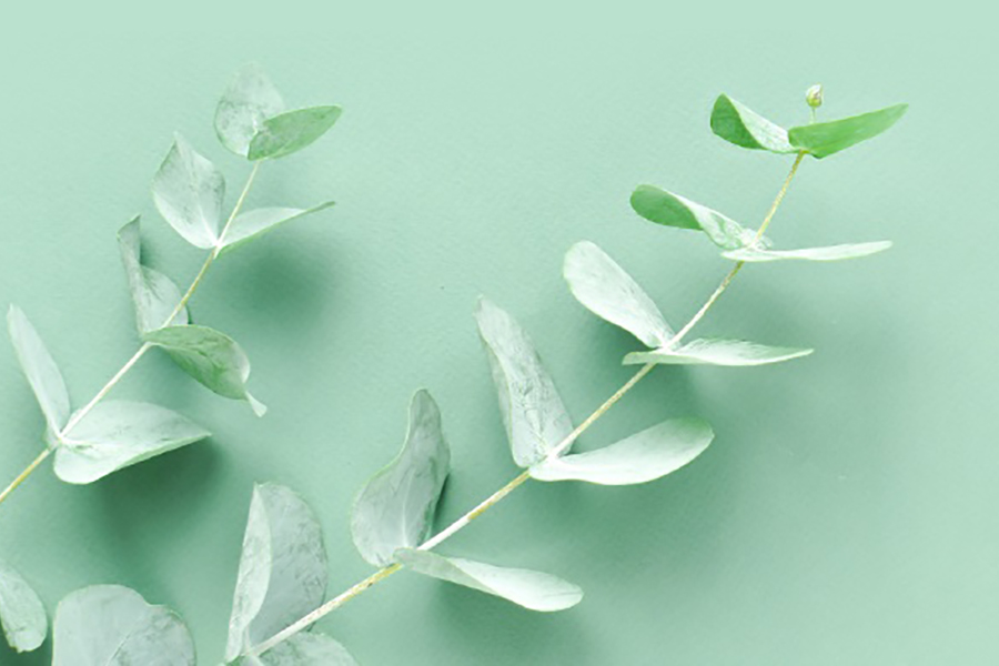 Leaves on background