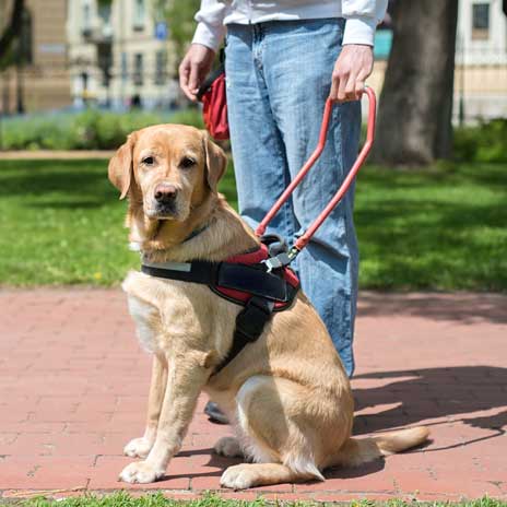 Guide dog in harness with handler in an outdoor setting